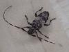 Leiopus sp.